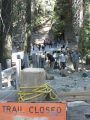 Mariposa Grove Restoration Project