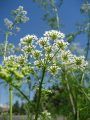 Poison Hemlock Flowers