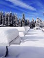 First Snow At Dodge Ridge
