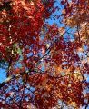 Ushering in Autumn