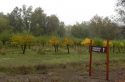 Indigeny Reserve, trees along the driveway in.