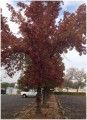 Liquid Amber Fall Tree Color