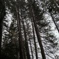 Big Trees State Park canopy image