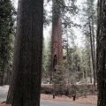 Big Trees State Park Grove image