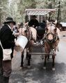 Big Trees Winter Carnival Carriage Ride horses, on a feed break