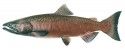 Chinook Salmon