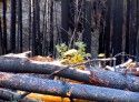 Rim Fire Recovery