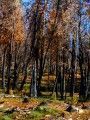 Rim Fire Recovery