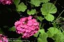 Geranium
