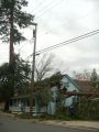 Tree down. Stewart St., showing trunk splinter and tree height