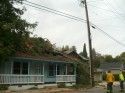 Tree-down-Stewart-St-8
