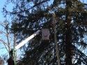 Tree trimming worker