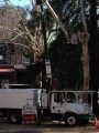 Tree-Pruning-at-Sonora-Courthouse-Park