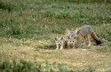 Kit Fox with pups