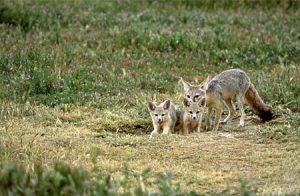 Kit Fox with pups