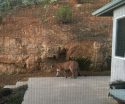Cougar spotted in Sonora off Racetrack Road, 2015
