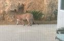 Cougar spotted in Sonora off Racetrack Road