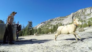 Sierra Nevada Bighorn Sheep