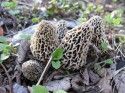 Mushroom Hunting