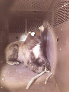 CDFW shares this picture of a bear caught last week in nearby Tracy, where it had been roaming downtown.
