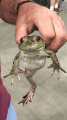 Jumping Frog