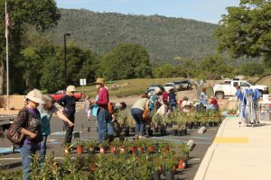 Native Plant Sale