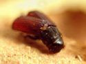 Bark Beetle