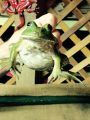 Calaveras-Frog-Spa-Resident