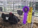 The Birds Are Back At This Year&rsquo;s Fairs