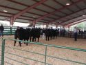 Cattle