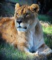 Sheba, PAWS African lion, RIP