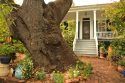 This Is The 500-year-old Oak Tree That Pam And Ron Were Married Under