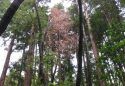 Impacted Trees