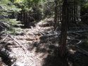 Example of forest overgrowth - just outside of project area