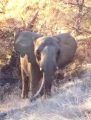 PAWS Resident African Elephant Iringa