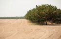 Fallowed Orchard in Merced