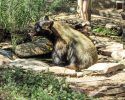 Bear On Gibbs Drive