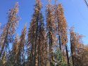 200 trees to be removed due to Bark Beetles Leisure Drive Sugar Pine