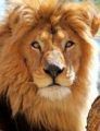 Bambek, PAWS Lion, 23, passes away Sept. 22, 2015