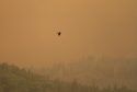 Bald Eagle Flies Through Butte Fire area