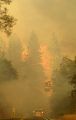 The Butte Fire When It Approached Highway 26 In Moke Hill