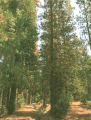 Dead Trees, Upper Soulsbyville Ditch Area