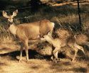 Deer moving through a backyard, foraging.