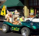 Sonora High Wildcats Mascots Homecoming Parade 2015