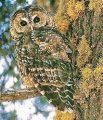 California Spotted Owl