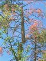 Tree Removal Upper Soulsbyville Area