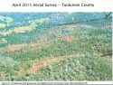 Bark Beetle Impacts