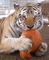 Willie, 19, PAWS tiger passes away, Nov. 2015