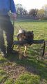Belgian Malinois being considered for the K-9 Unit