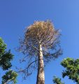 Dying Tree In Courthouse Park